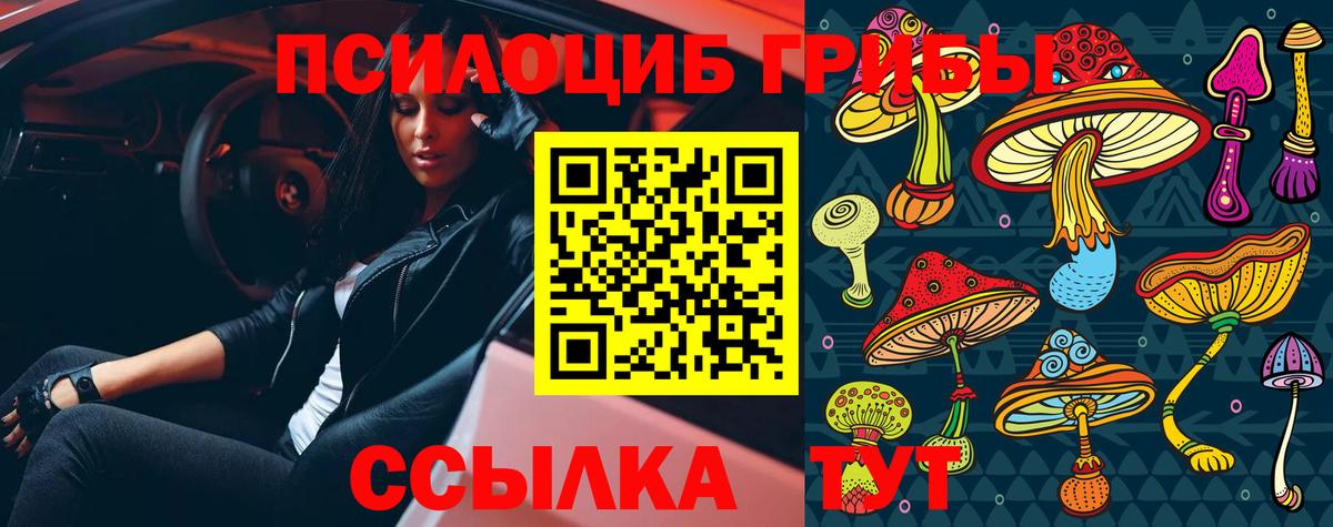 Псилоцибиновые грибы Psilocybe  Вход с VPN  Малоярославец 